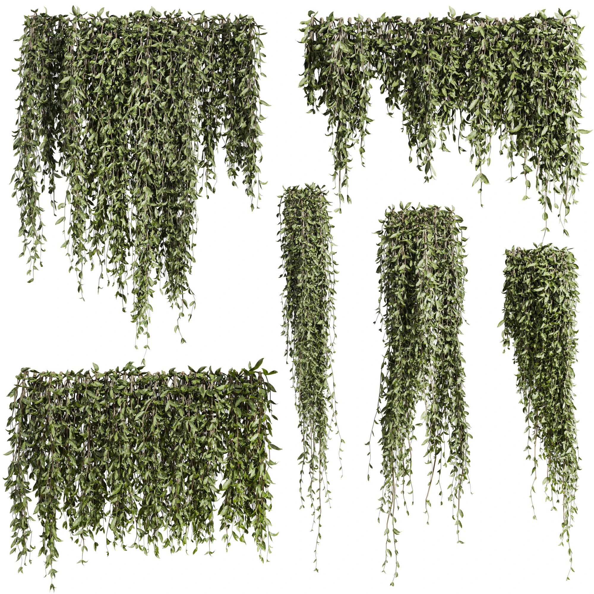 Ivy plants 3D Model .c4d .max .obj .3ds .fbx .stl .blend 