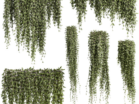 Ivy plants 3D Model