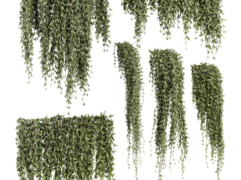 Ivy plants 3D Модель