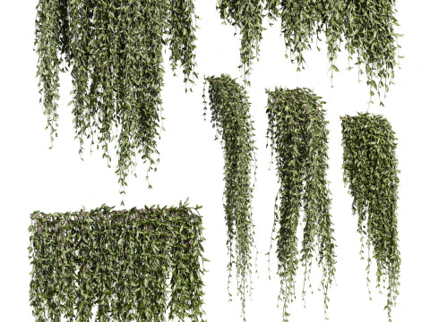 Ivy plants 3D Model