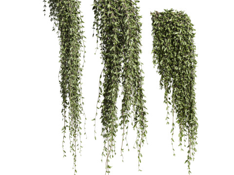 Ivy plants 3D Модель
