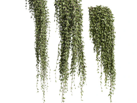 Ivy plants 3D Model