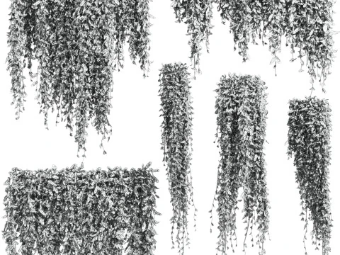 Ivy plants 3D Model