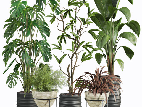 Plants set 3D Modell