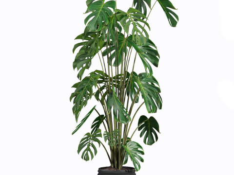 Plants set 3D मॉडल