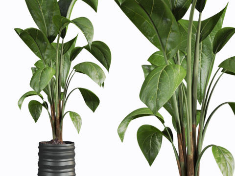 Plants set 3D मॉडल