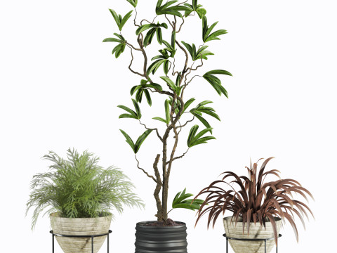 Plants set 3D मॉडल