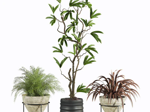 Plants set 3D Model