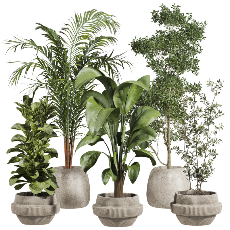Indoor potted plants set 3D Model .c4d .max .obj .3ds .fbx .stl .blend
