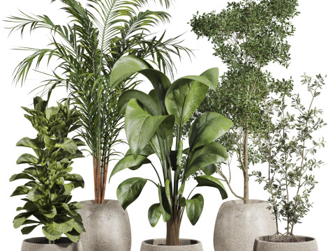 Indoor potted plants set Modello 3D