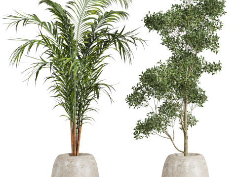 Indoor potted plants set 3D Model