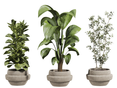Indoor potted plants set 3D Model
