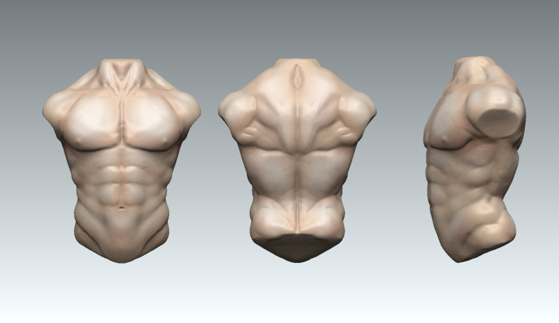 Male Chest 3D Model .c4d .max .obj .3ds .fbx .stl .blend 