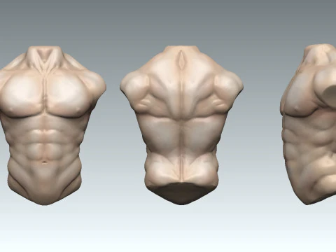 Male Chest 3D Model