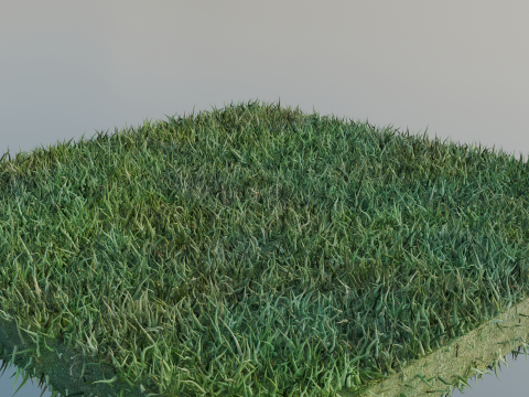 Grass Model 3D