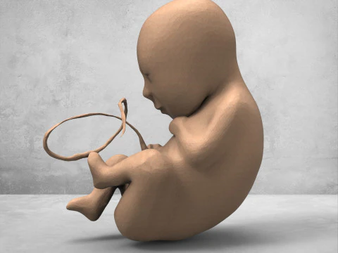 3D Fetus Model - High-Quality Printable 3D Model