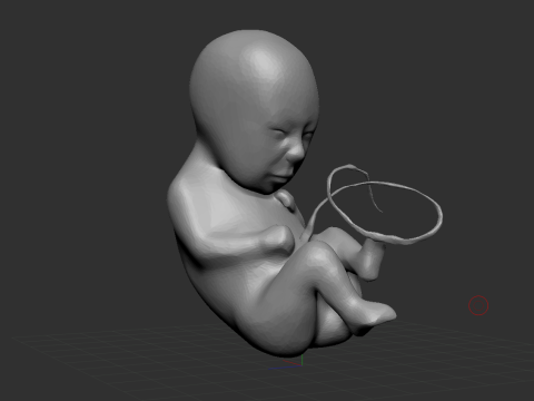 3D Fetus Model - High-Quality Printable 3D-Modell