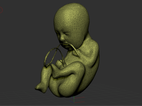 3D Fetus Model - High-Quality Printable 3D-Modell