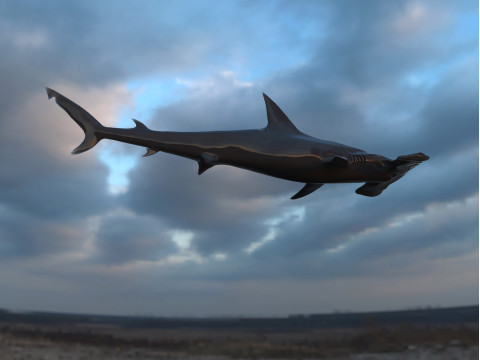 Realistic Hammerhead Shark - High Poly and Low Poly Model 3D