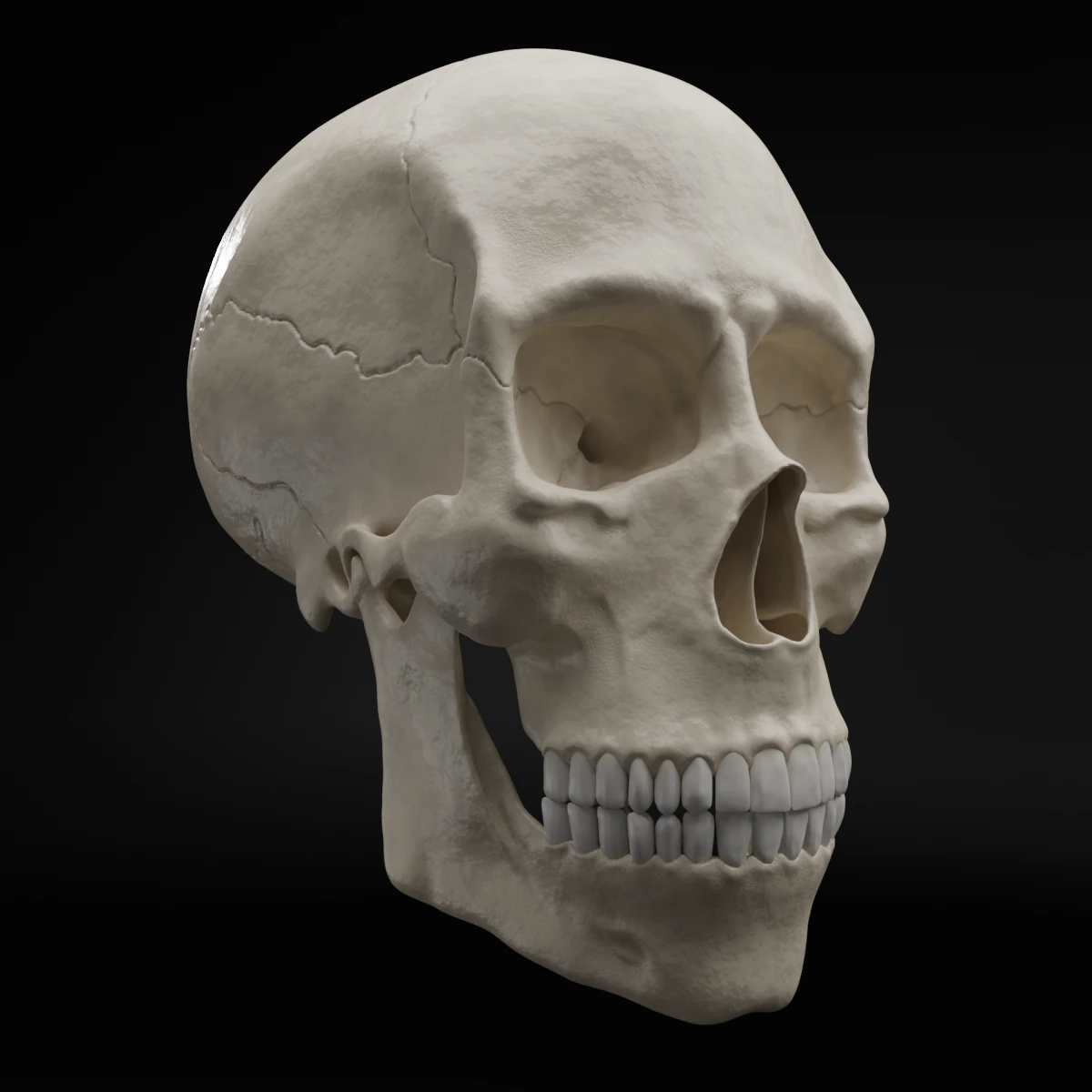 Realistic Human Skull High Poly and Low Poly Versions 3D Model .c4d .max .obj .3ds .fbx .stl .blend 
