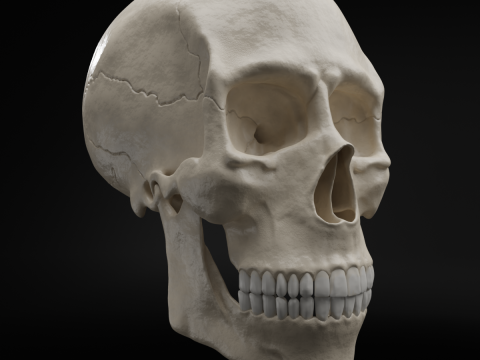 Realistic Human Skull High Poly and Low Poly Versions 3D Model