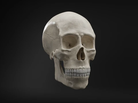 Realistic Human Skull High Poly and Low Poly Versions 3D Model
