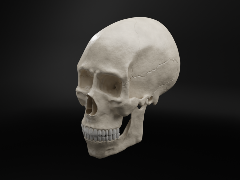 Realistic Human Skull High Poly and Low Poly Versions Modello 3D