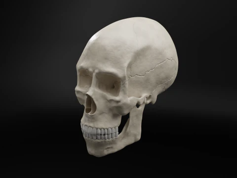 Realistic Human Skull High Poly and Low Poly Versions 3D Model