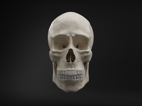 Realistic Human Skull High Poly and Low Poly Versions Modello 3D
