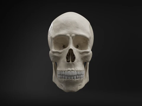 Realistic Human Skull High Poly and Low Poly Versions 3D Model