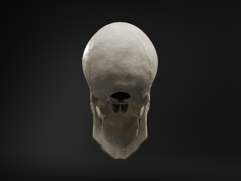 Realistic Human Skull High Poly and Low Poly Versions Modello 3D