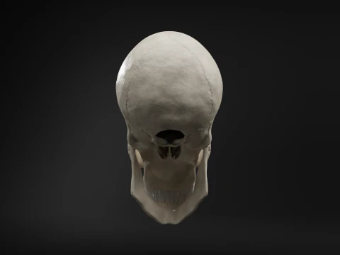 Realistic Human Skull High Poly and Low Poly Versions 3D Model
