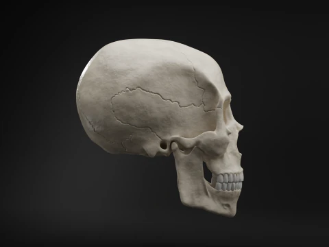 Realistic Human Skull High Poly and Low Poly Versions 3D Model
