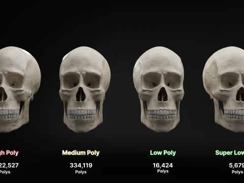 Realistic Human Skull High Poly and Low Poly Versions Modello 3D