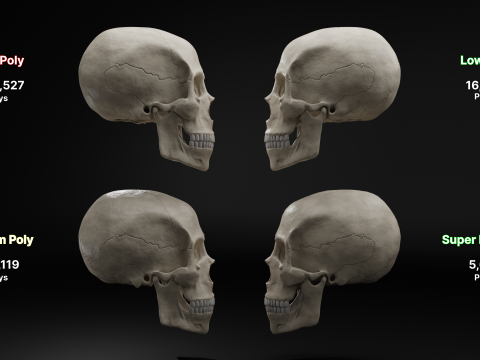 Realistic Human Skull High Poly and Low Poly Versions Modello 3D