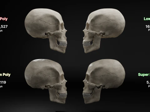 Realistic Human Skull High Poly and Low Poly Versions 3D Model
