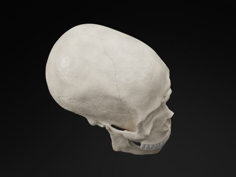 Realistic Human Skull High Poly and Low Poly Versions Modello 3D