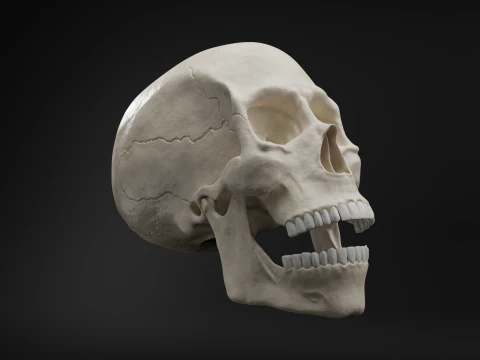 Realistic Human Skull High Poly and Low Poly Versions 3D Model