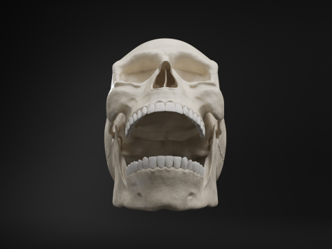 Realistic Human Skull High Poly and Low Poly Versions Modello 3D
