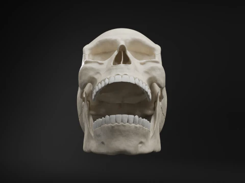 Realistic Human Skull High Poly and Low Poly Versions 3D Model
