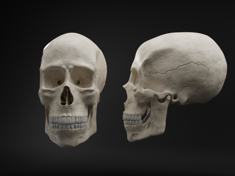 Realistic Human Skull High Poly and Low Poly Versions Modello 3D
