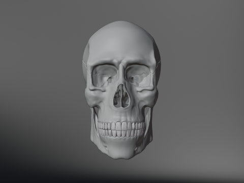 Realistic Human Skull High Poly and Low Poly Versions Modello 3D