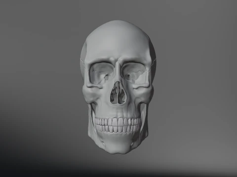 Realistic Human Skull High Poly and Low Poly Versions 3D Model