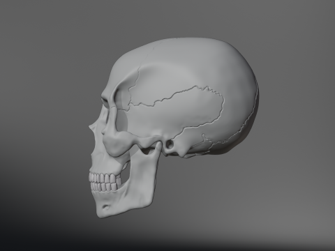 Realistic Human Skull High Poly and Low Poly Versions Modello 3D
