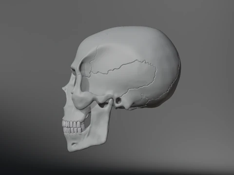 Realistic Human Skull High Poly and Low Poly Versions 3D Model