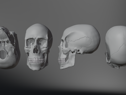 Realistic Human Skull High Poly and Low Poly Versions Modello 3D
