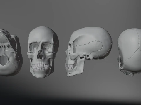 Realistic Human Skull High Poly and Low Poly Versions 3D Model