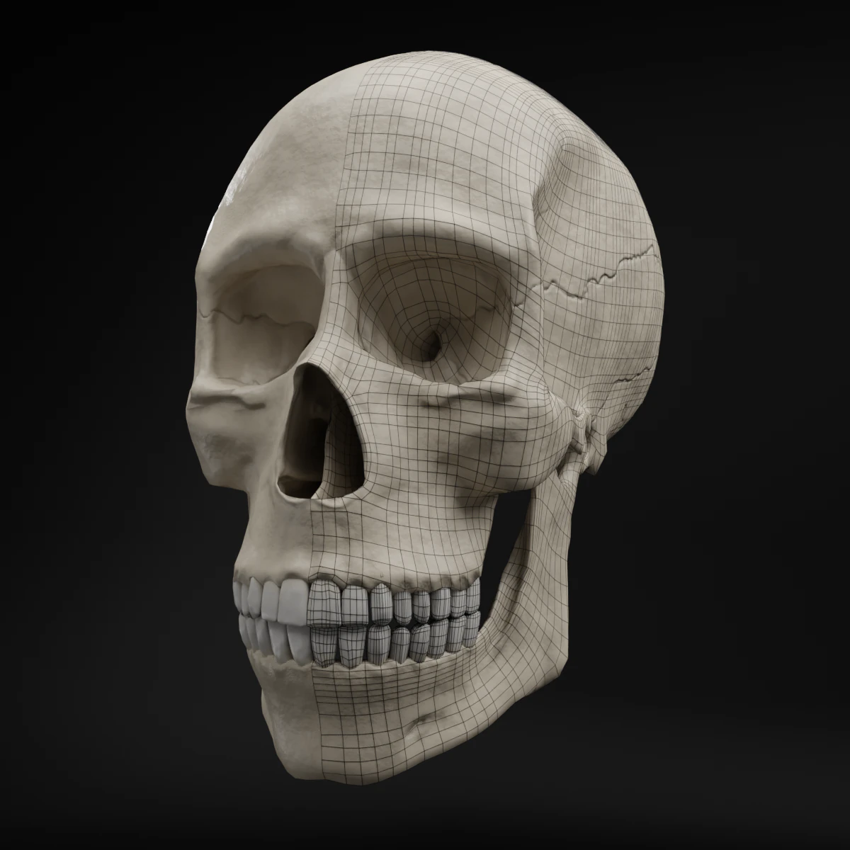 Low-Poly Realistic Human Skull 3D Model .c4d .max .obj .3ds .fbx .stl .blend 