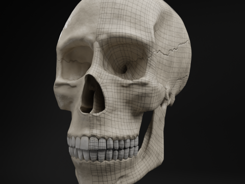 Low-Poly Realistic Human Skull 3D Model
