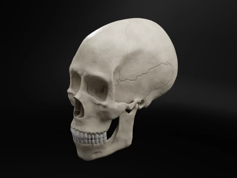 Low-Poly Realistic Human Skull 3D Model